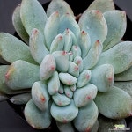 먼로1130-468 : 다육식물 - 엑스플랜트