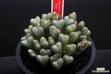 517-C.marnierianum Brownii 원공 : 코노피튬 - 엑스플랜트
