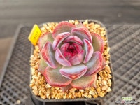 산딸기12-401 : 다육식물 - 엑스플랜트