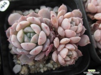 어메이징그레이스44 : 다육식물 - 엑스플랜트