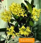 [대명석곡 황금대명석곡] 향기 꽃대17송이 J0382 -동일품 배송- 높이60cm 폭55cm : 석곡 - 엑스플랜트