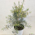 향기로운 꽃과 함께 왁스플라워 : 관엽식물 - 엑스플랜트