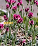 화태떡쑥-AA : 야생화 - 엑스플랜트