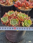 벨라도나군생 : 다육식물 - 엑스플랜트