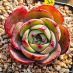 핑크플로라 : 다육식물 - 엑스플랜트