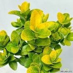 황금사철나무 외목대 높이 70-80cm 공룡꽃식물원 : 공기정화식물 - 엑스플랜트