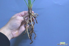 홍송 5번 : 춘란 - 엑스플랜트