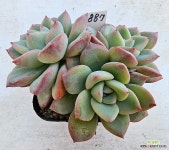 아마빌레887 : 다육식물 - 엑스플랜트