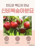 신비복숭아나무 천도복숭아묘목 2년생분묘 : 과일/열매 나무 묘목 - 엑스플랜트