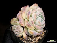 퓨어러브(중) 25- : 다육식물 - 엑스플랜트