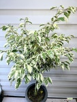 [스타라이트벤자민] 선명한무늬 베란다월동 J0401 -동일품 배송- 높이107cm 폭50cm : 공기정화식물 - 엑스플랜트