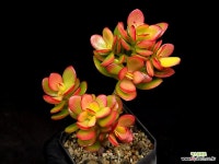 미니칼라염좌 32-6 : 다육식물 - 엑스플랜트