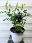 [오렌지자스민] 상큼한아카시아향 베란다월동 J0408 -동일품 배송- 높이38cm 폭30cm : 공기정화식물 - 엑스플랜트