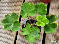 셀레나에르샤 제라늄 : 관엽식물 - 엑스플랜트