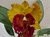 카틀레야.시암판시.꽃피었던상품.꽃대없음.예쁜노랑주황색의붉은색립프.대형종.아주예쁜색.향기좋은향.인기상품. : 카틀레야 - 엑스플랜트