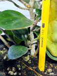[휘커스 델토이데아 은방울고무나무] 분홍빛열매 J0413 높이31cm 폭21cm : 공기정화식물 - 엑스플랜트