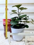 [휘커스 델토이데아 은방울고무나무] 분홍빛열매 J0413 높이31cm 폭21cm : 공기정화식물 - 엑스플랜트