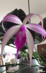 Brassocattleya amethyst.브라소카틀레야 아메티스트.개화주.(B.쿠쿠라타+L.퍼프라타)핑크 : 카틀레야 - 엑스플랜트