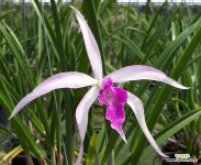 Brassocattleya amethyst.브라소카틀레야 아메티스트.개화주.(B.쿠쿠라타+L.퍼프라타)핑크 : 카틀레야 - 엑스플랜트