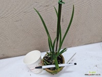 Brassocattleya amethyst.브라소카틀레야 아메티스트.개화주.(B.쿠쿠라타+L.퍼프라타)핑크 : 카틀레야 - 엑스플랜트