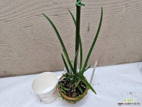 Brassocattleya amethyst.브라소카틀레야 아메티스트.개화주.(B.쿠쿠라타+L.퍼프라타)핑크 : 카틀레야 - 엑스플랜트