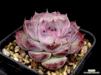 야스민 110-58 : 다육식물 - 엑스플랜트