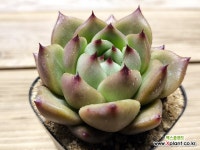 베이비로즈022 : 다육식물 - 엑스플랜트