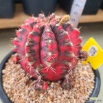 판타스틱금 176-2 : 선인장 - 엑스플랜트