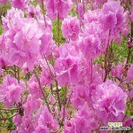 충주원예조경 (나무)진달래 50-60cm 포트 : 조경나무 묘목 - 엑스플랜트