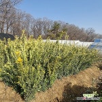 충주원예조경 / (나무)황금사철 / 60cm : 조경나무 묘목 - 엑스플랜트