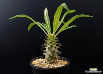 파키포디움 암본젠세 -250109 : 아프리카식물(코덱스) - 엑스플랜트