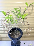 [덴드롱 라에비폴리움] 신품종 긴꽃수명 J0428 -동일품 배송- 높이65cm 폭45cm : 공기정화식물 - 엑스플랜트