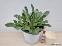 펜스테몬 슈퍼버스(풍성중품)-노지월동 : 야생화 - 엑스플랜트