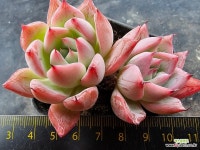 블랙스완 2579 : 다육식물 - 엑스플랜트