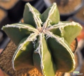 백조 돌기 난봉옥 실생 7각 155-0116 : 선인장 - 엑스플랜트