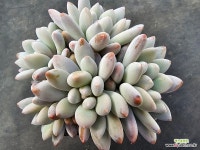 라콤비너스 2759 : 다육식물 - 엑스플랜트