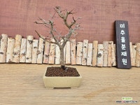 느티[동일품]119 : 분재 - 엑스플랜트