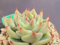 티파니블루 0120 : 다육식물 - 엑스플랜트