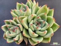 티파니블루 32 : 다육식물 - 엑스플랜트