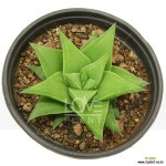 구중탑 오층탑 하월시아 다육이 종류 화분 식물 키우기 소품 : 다육식물 - 엑스플랜트