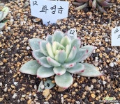 화영금 : 다육금 - 엑스플랜트