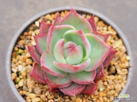 카시오 0201 : 다육금 - 엑스플랜트