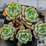 쟈니-273 : 다육식물 - 엑스플랜트