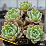 쟈니-273 : 다육식물 - 엑스플랜트