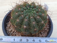 청왕환 508 : 선인장 - 엑스플랜트