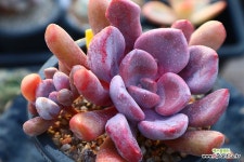 묵은큐피트3140 : 다육식물 - 엑스플랜트