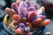 묵은큐피트3140 : 다육식물 - 엑스플랜트