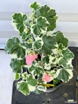 [유럽제라늄 앤스브룩 멀버리 브로치] J0455 -동일품 배송- 높이28cm 폭20cm : 공기정화식물 - 엑스플랜트