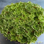 중대품 로슈라리아 1 : 다육식물 - 엑스플랜트