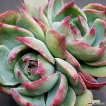 카시오적금0208-563 : 다육식물 - 엑스플랜트